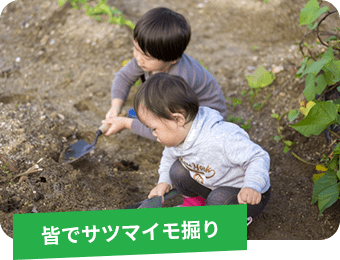 みんなでサツマイモ掘り